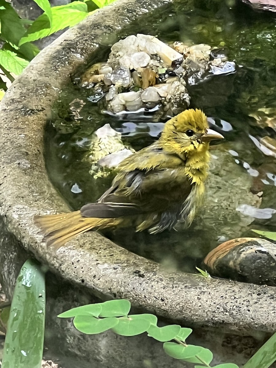 Scarlet Tanager - ML634132172