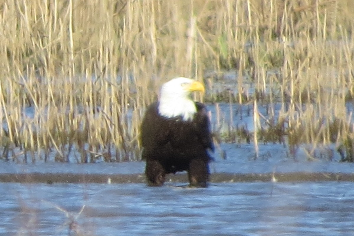 Bald Eagle - ML634132186