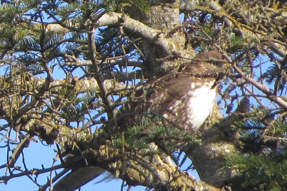 Red-tailed Hawk - ML634132212