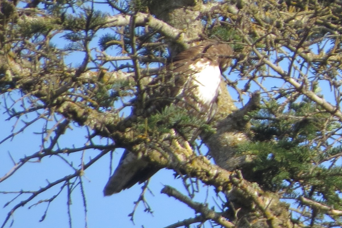Red-tailed Hawk - ML634132213