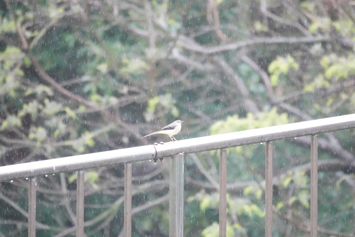 Gray Wagtail - ML634132310