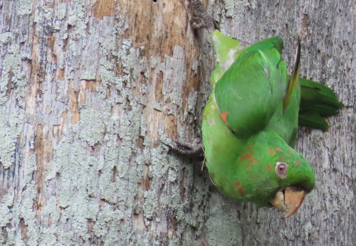 White-eyed Parakeet - Ramon Mena