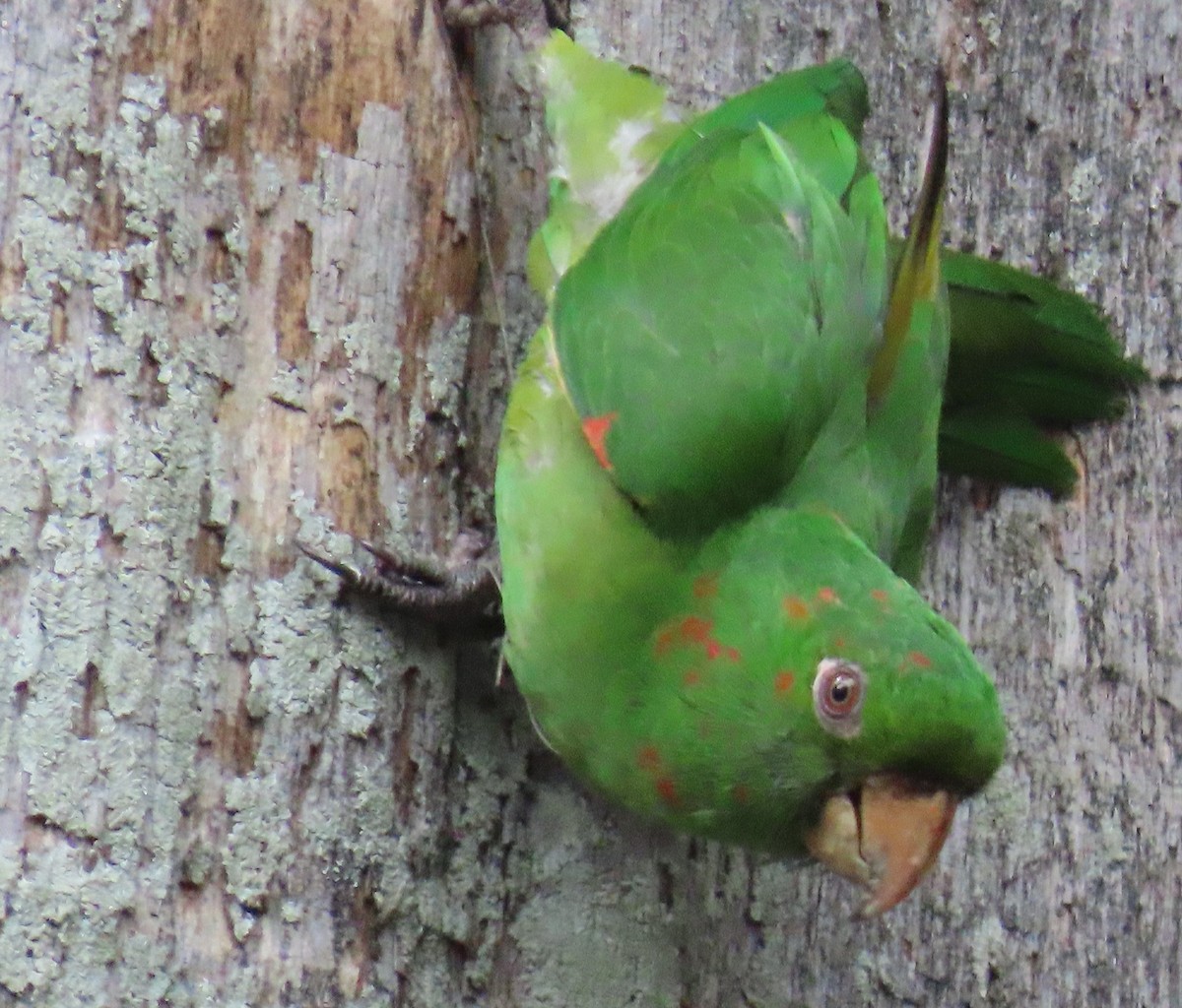White-eyed Parakeet - Ramon Mena