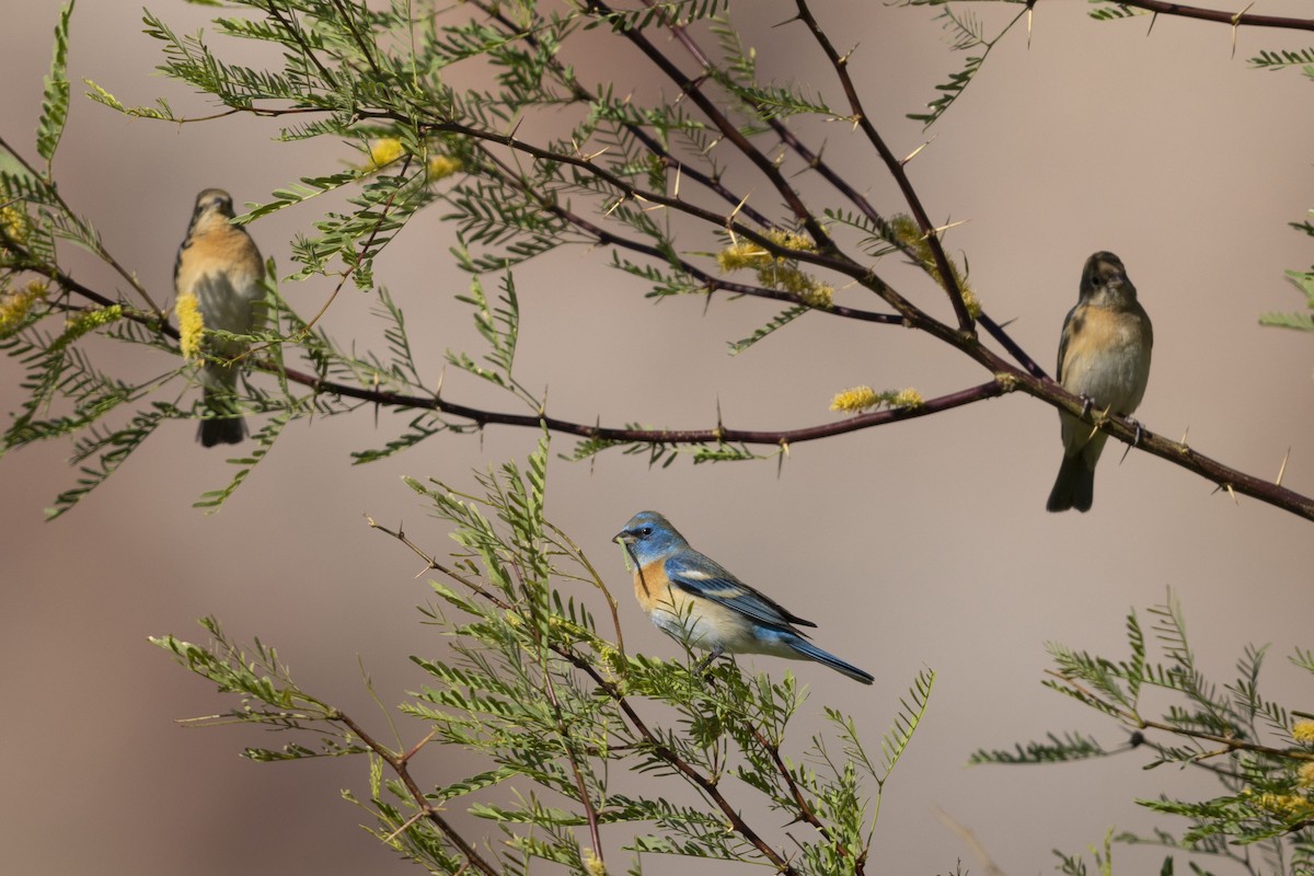 Lazuli Bunting - ML634132415