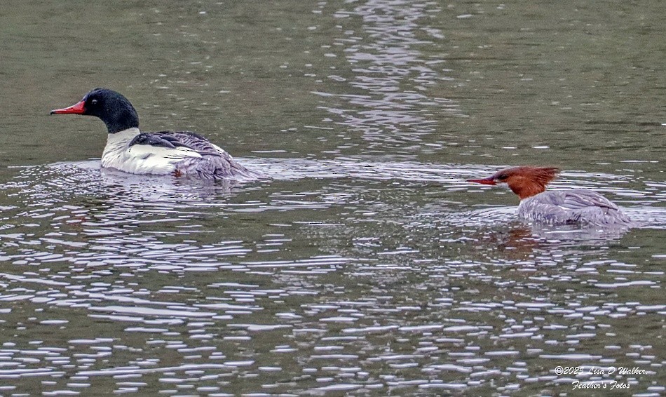 Common Merganser - ML634132442