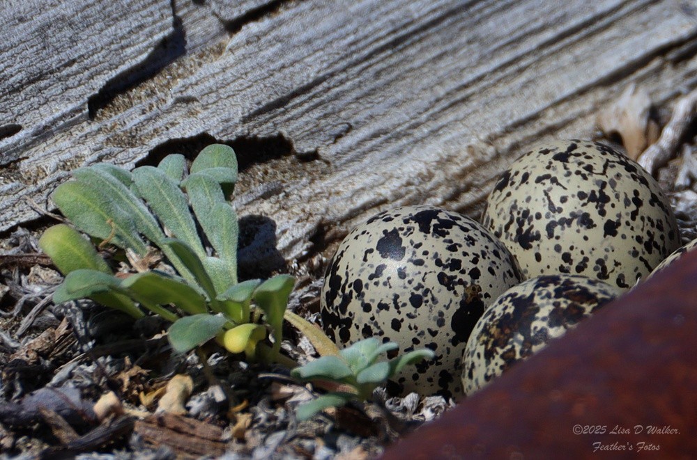 Killdeer - ML634132459