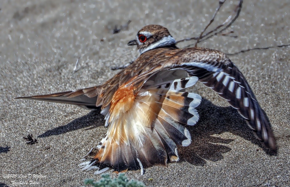 Killdeer - ML634132461