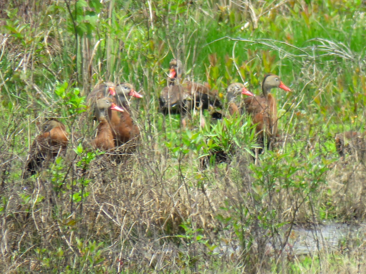 Black-bellied Whistling-Duck - ML634132507