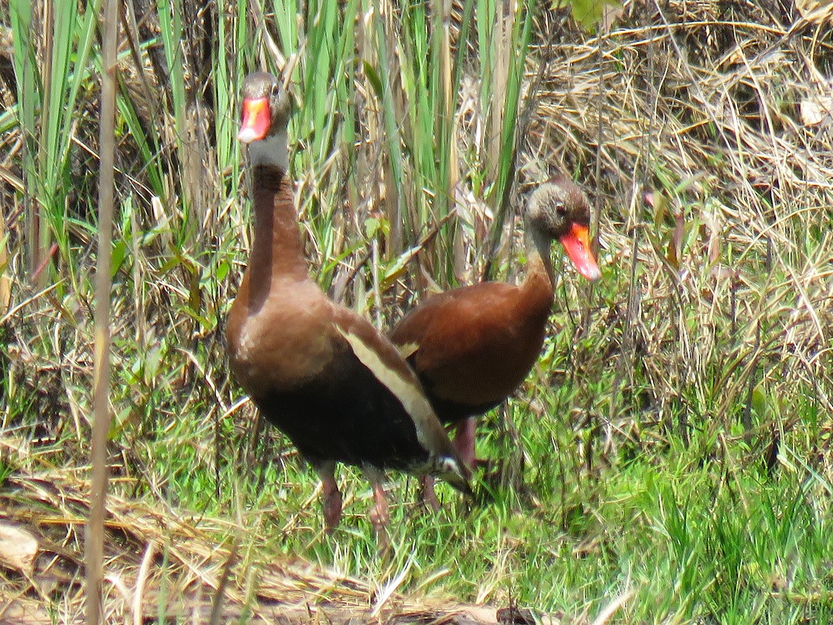 Black-bellied Whistling-Duck - ML634132508