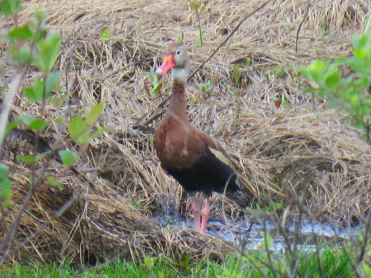 Black-bellied Whistling-Duck - ML634132509