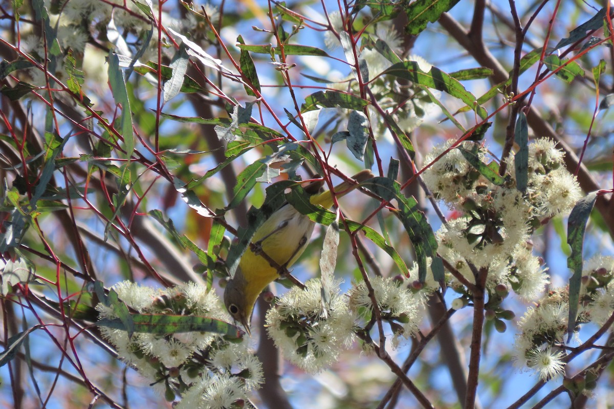 Nashville Warbler - Becky Turley