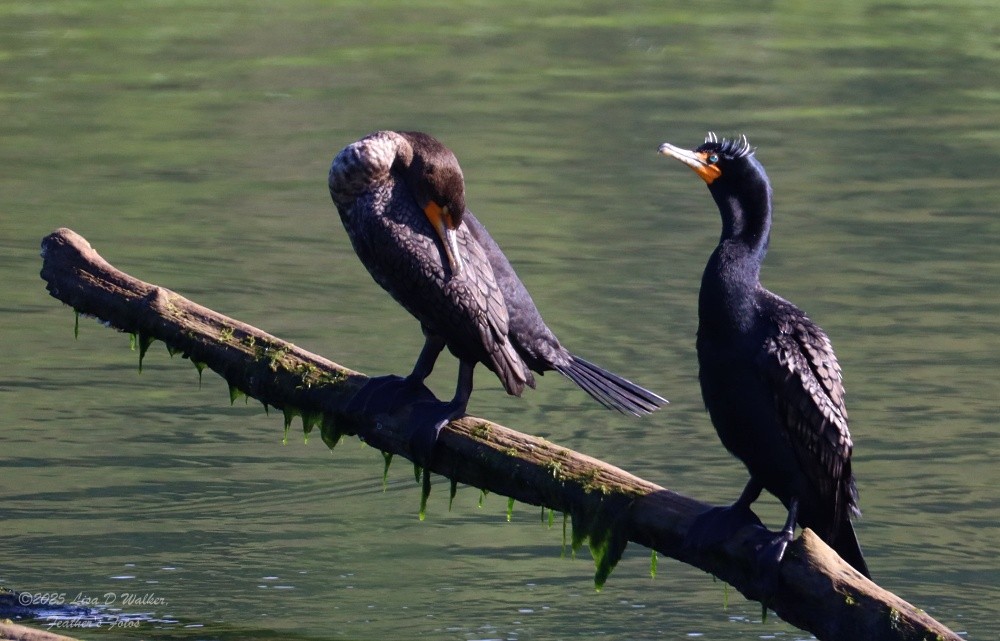 Double-crested Cormorant - ML634132591