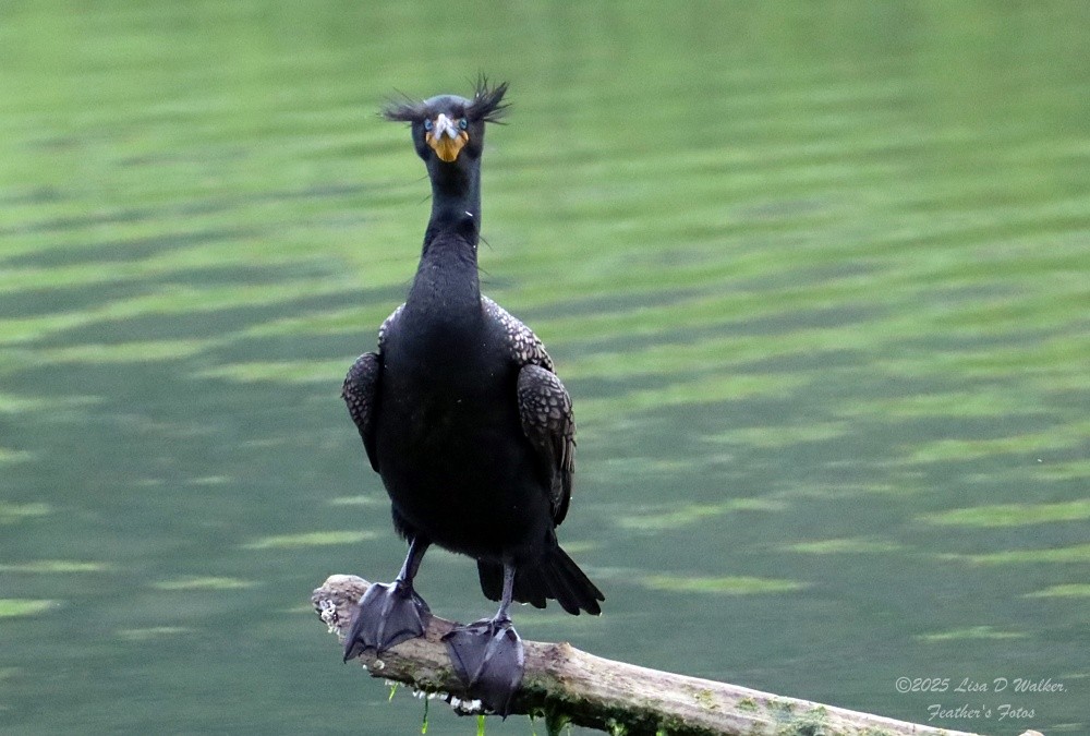 Double-crested Cormorant - ML634132592