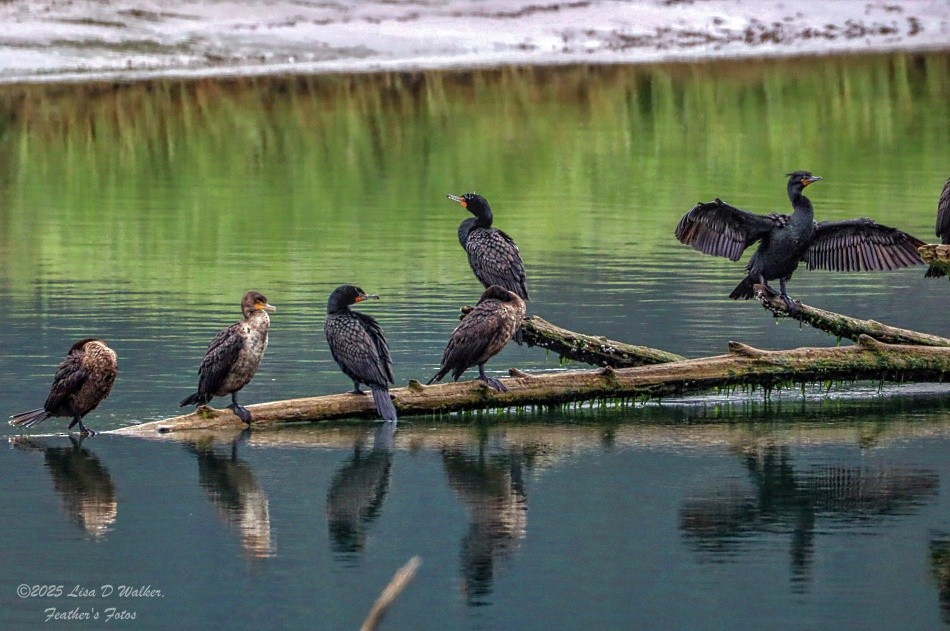 Double-crested Cormorant - ML634132593