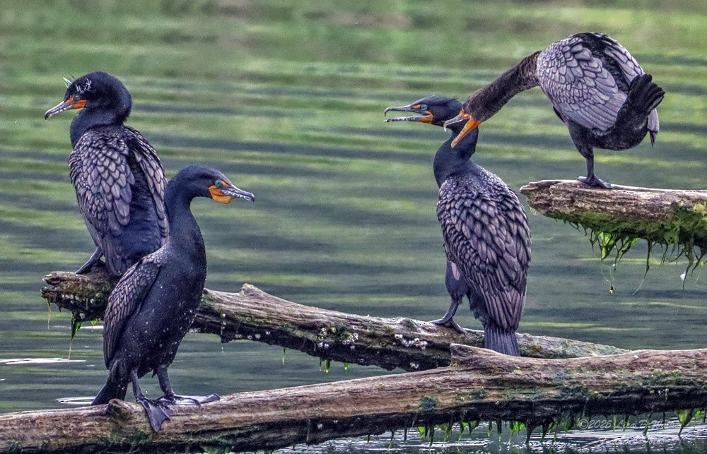 Double-crested Cormorant - ML634132594