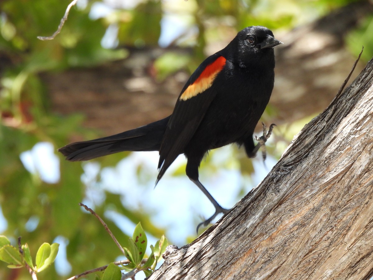 Red-winged Blackbird - ML634132627