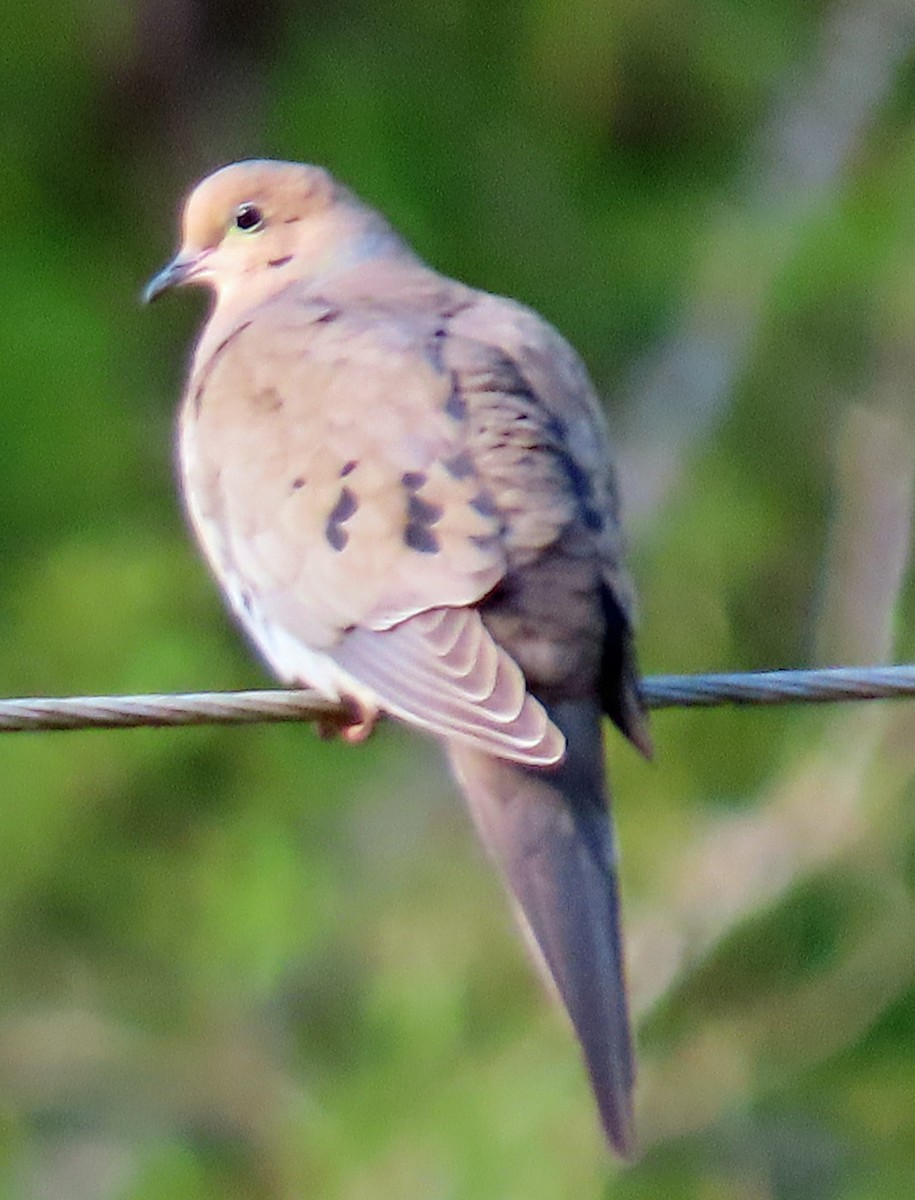 Mourning Dove - ML634132635