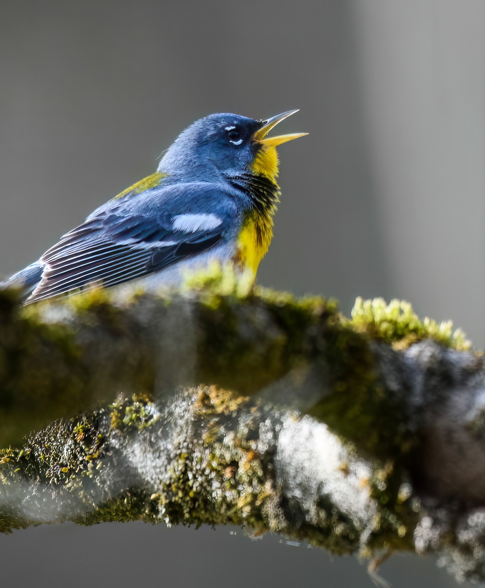 Meisenwaldsänger - ML634132676