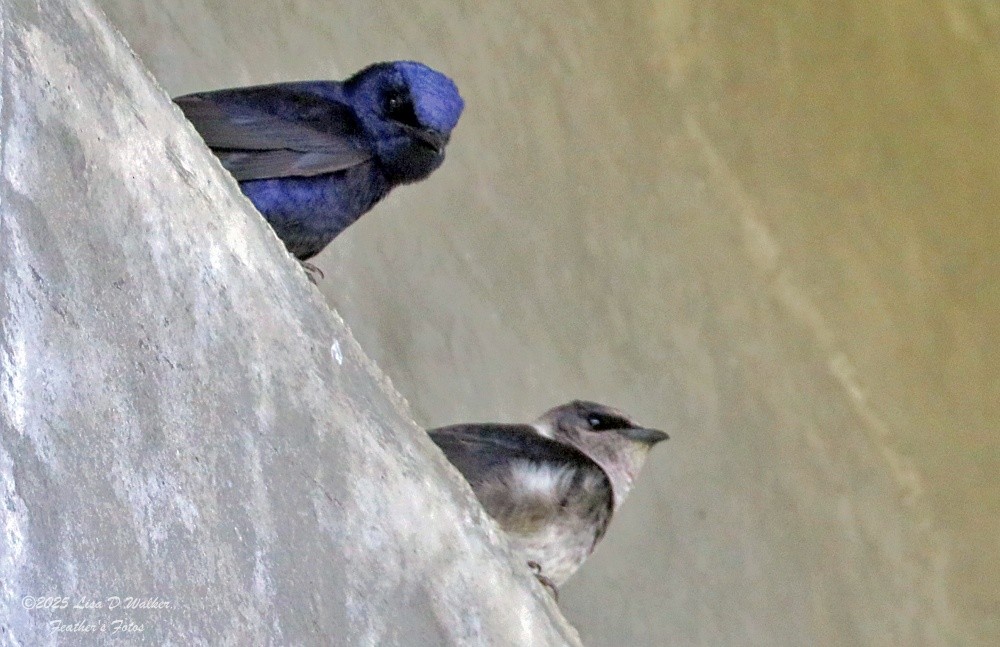 Purple Martin - ML634132691