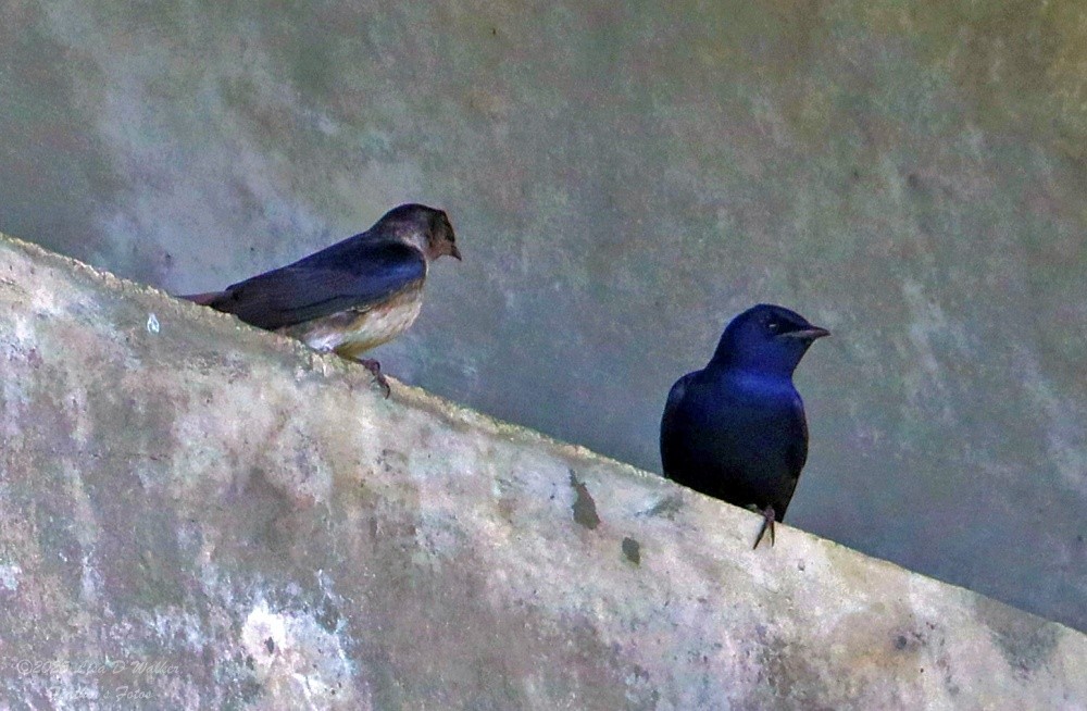 Purple Martin - ML634132692