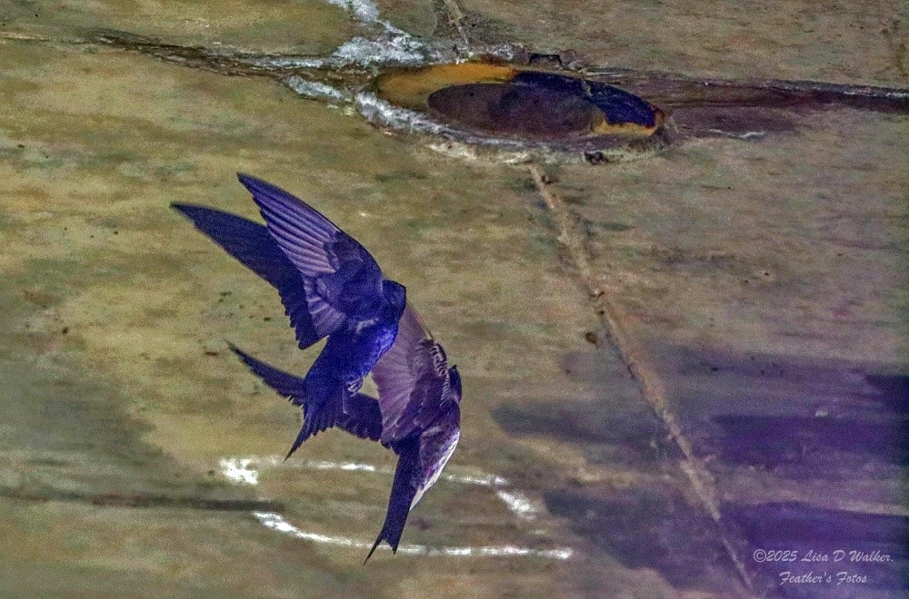 Purple Martin - ML634132693