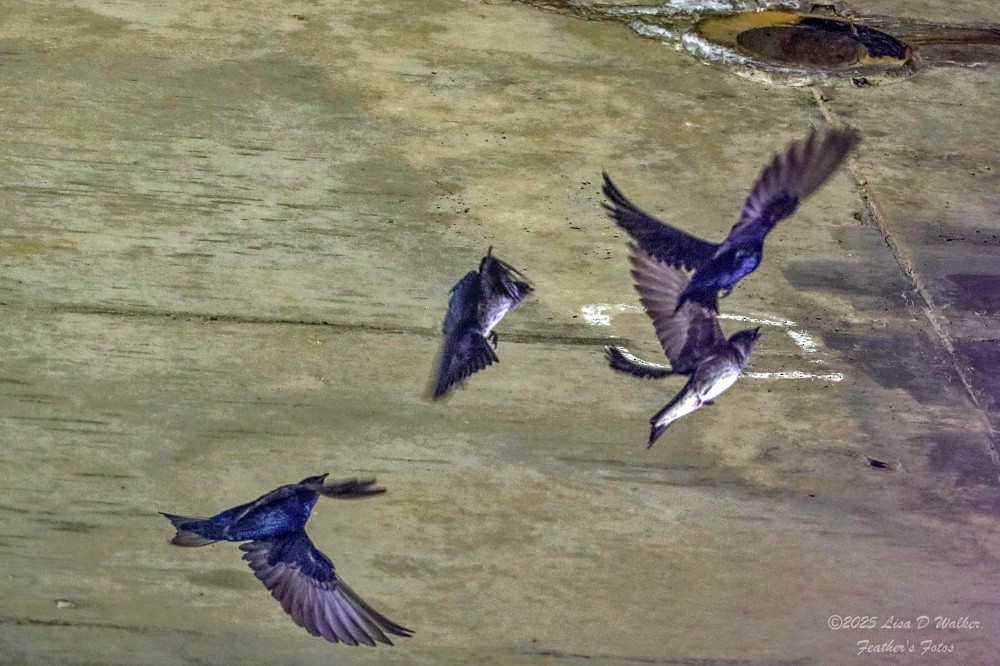 Purple Martin - ML634132694