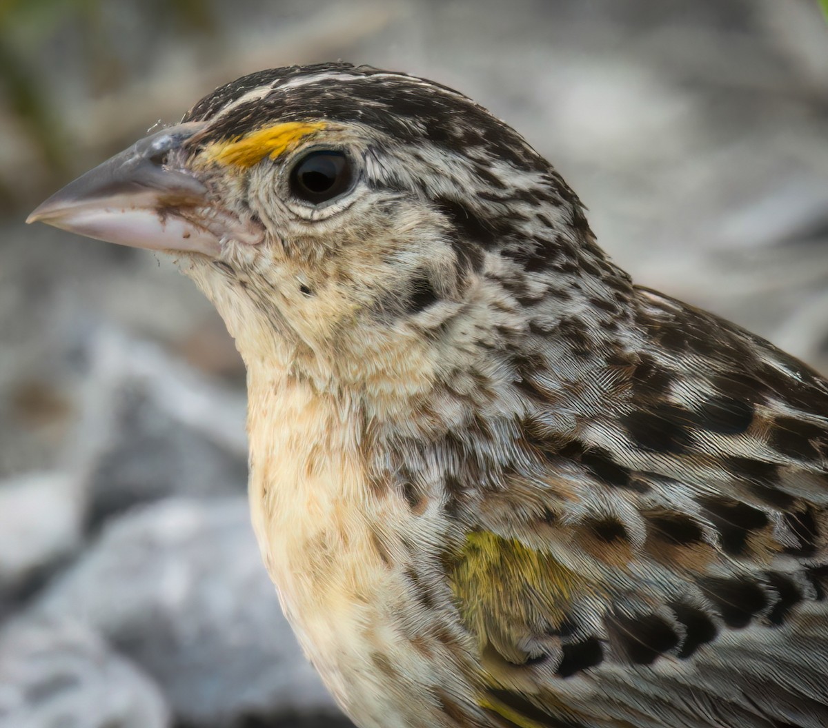 Heuschreckenammer - ML634132706