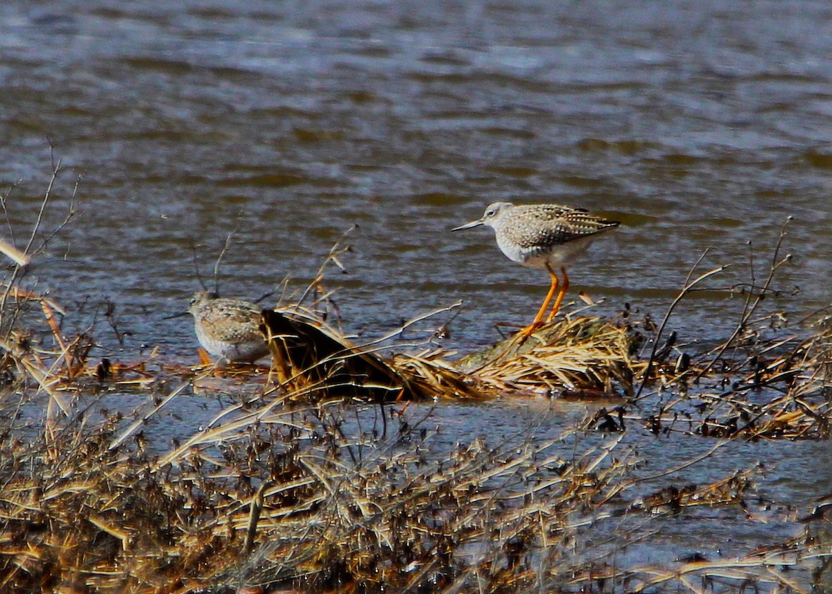 Greater Yellowlegs - ML634132718