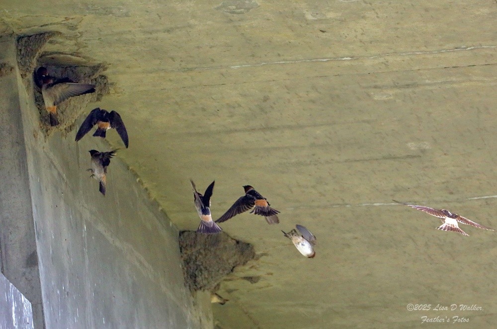 Cliff Swallow - ML634132727