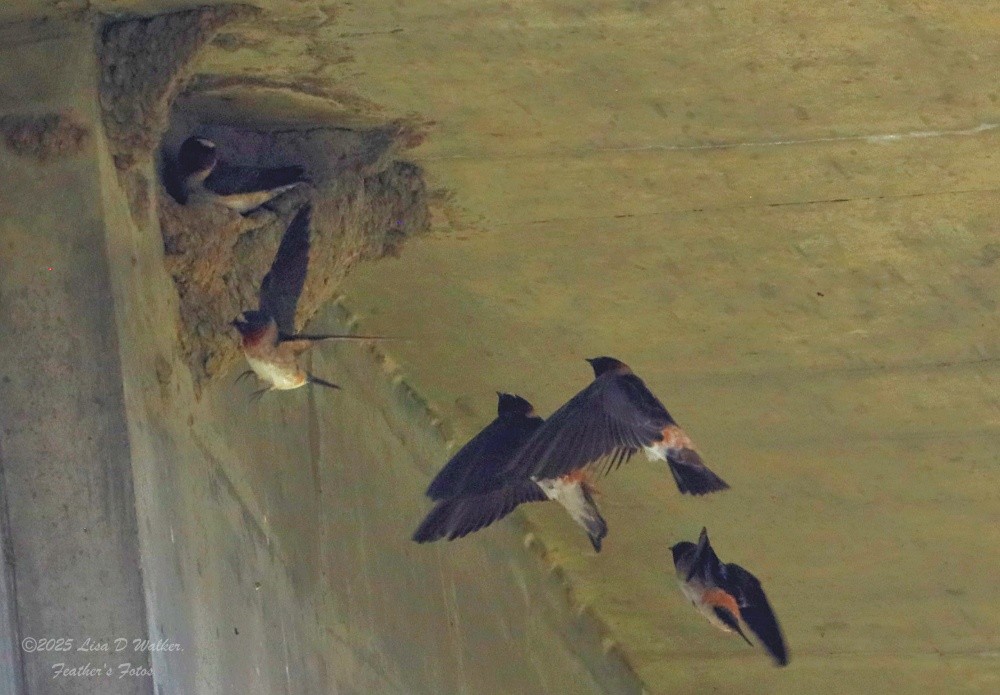 Cliff Swallow - ML634132728