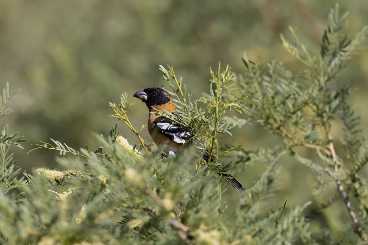 Black-headed Grosbeak - ML634132753