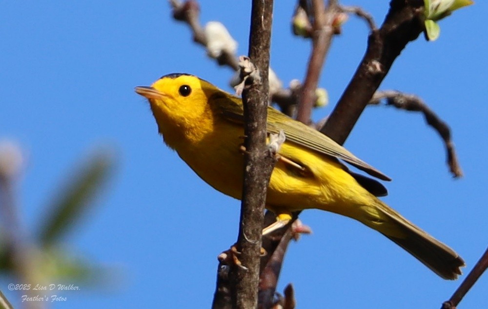 Wilson's Warbler - ML634132945