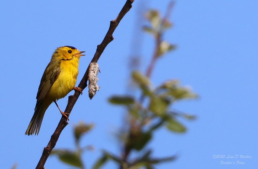 Wilson's Warbler - ML634132946