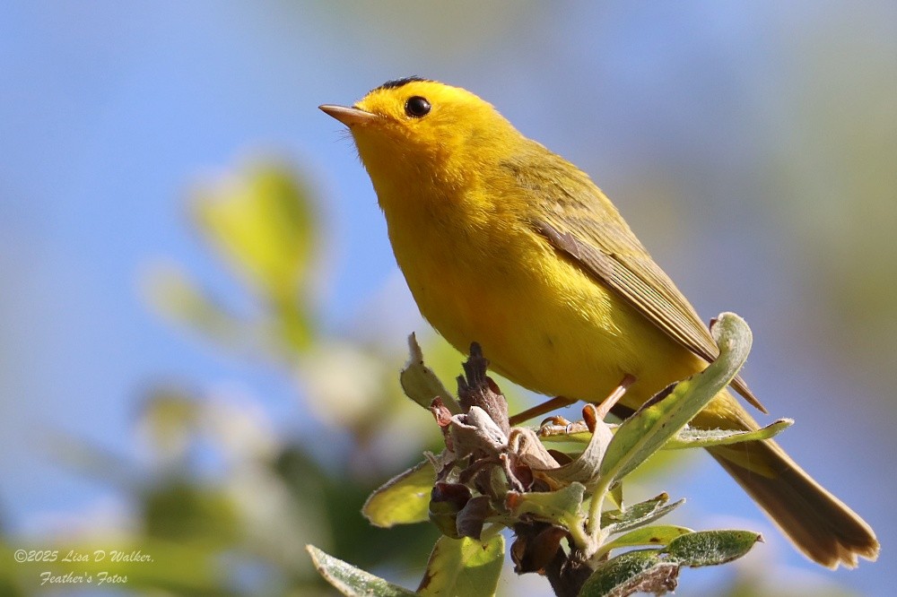 Wilson's Warbler - ML634132947