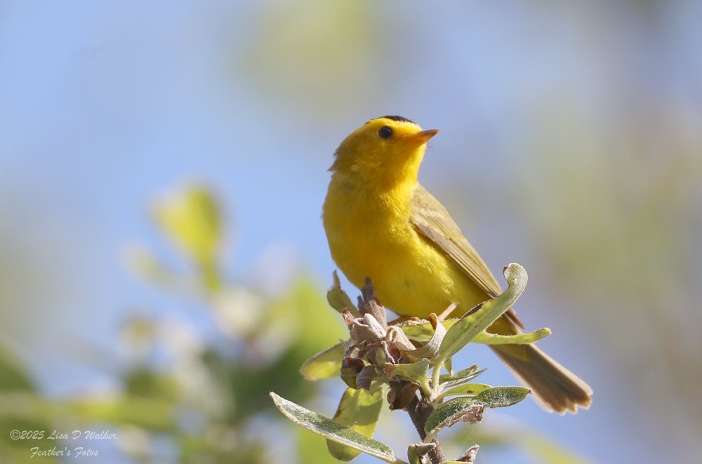 Wilson's Warbler - ML634132948