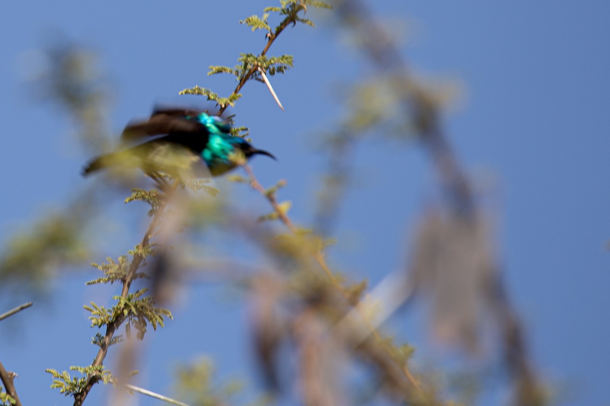 Ziernektarvogel - ML634132974