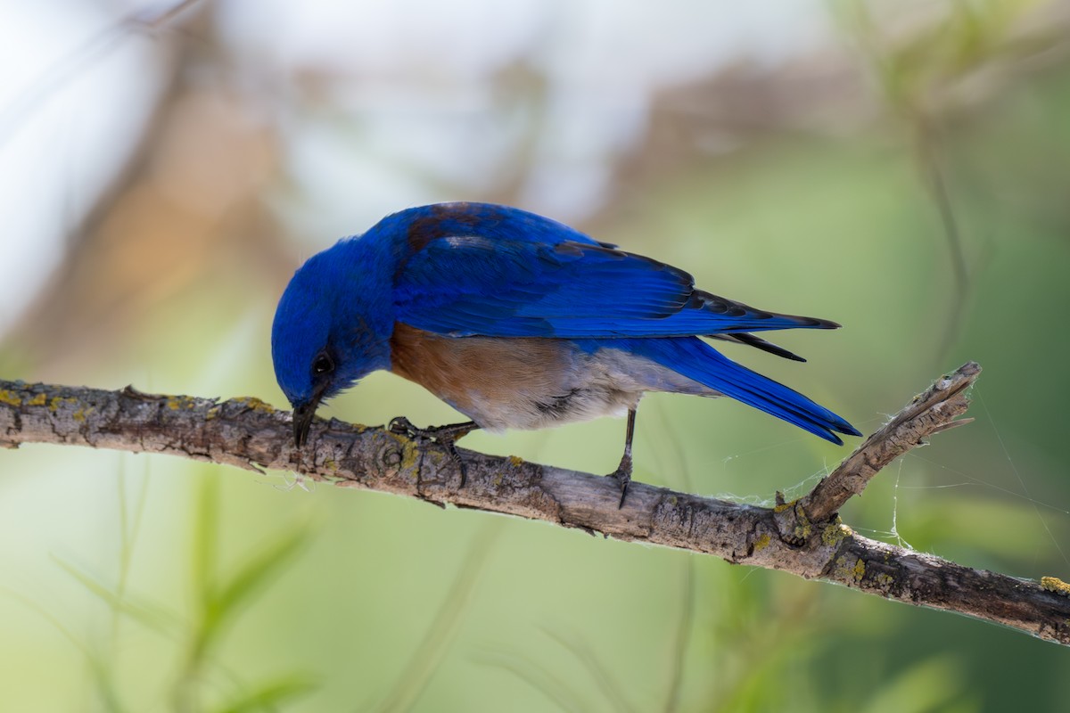 Western Bluebird - ML634132979