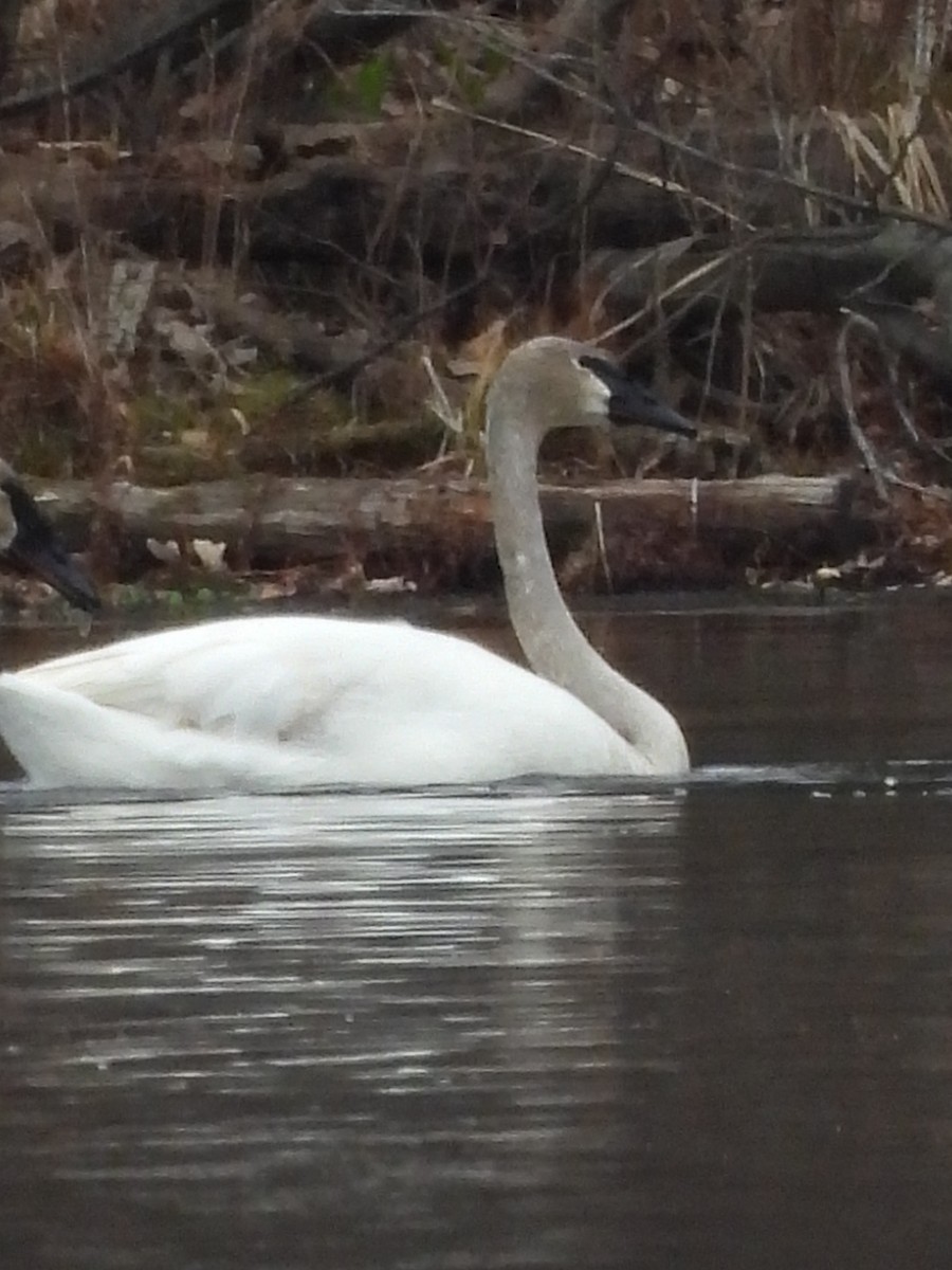 Trumpeter Swan - ML634132990