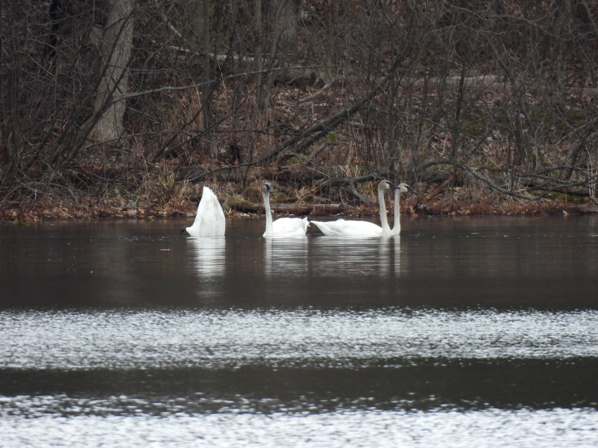 Trumpeter Swan - ML634132991