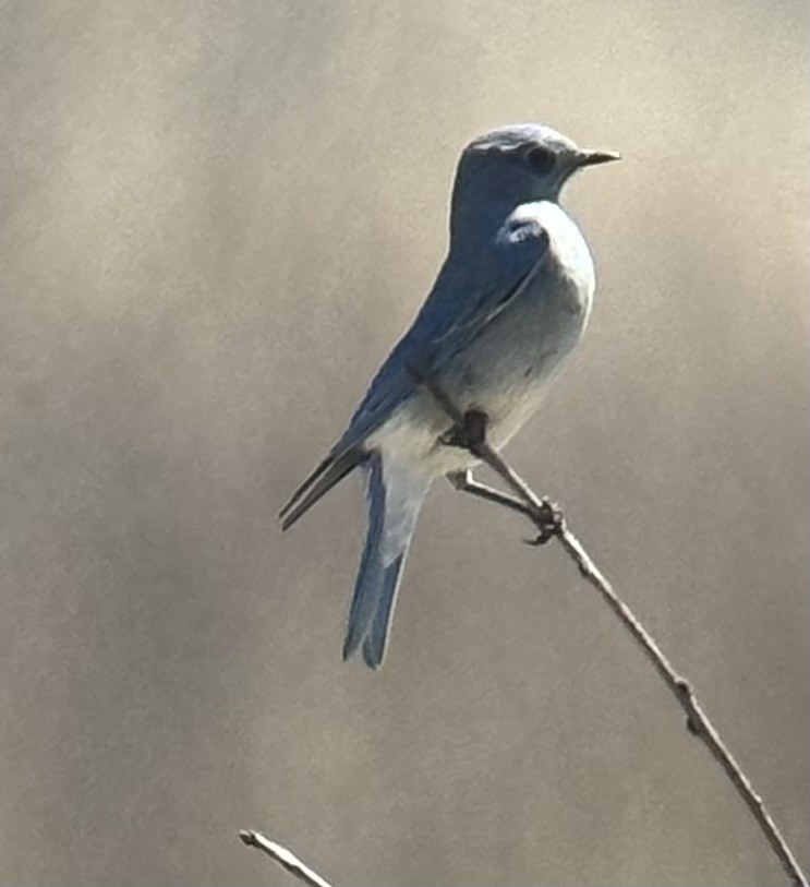 Mountain Bluebird - ML634133130
