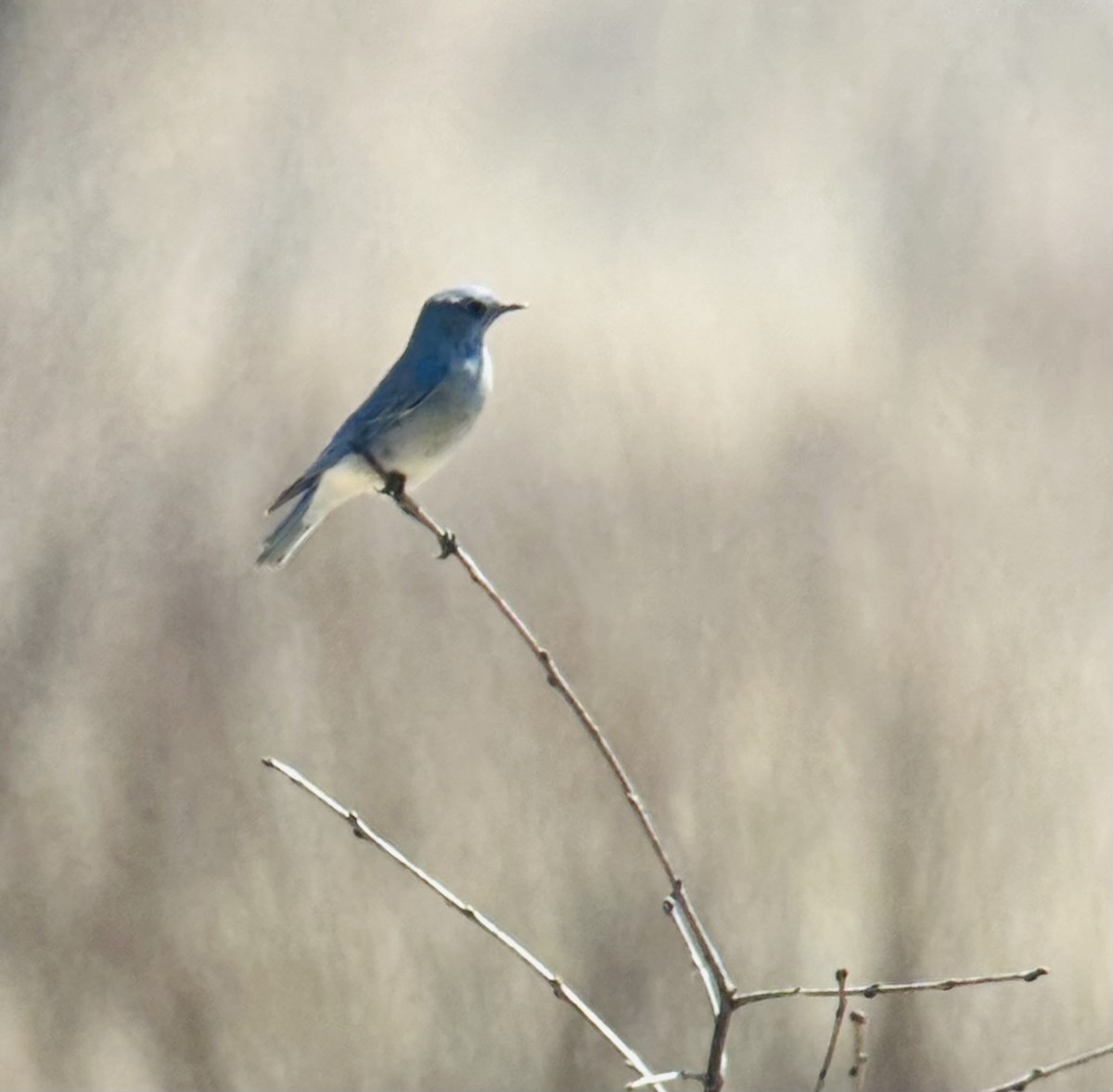 Mountain Bluebird - ML634133131