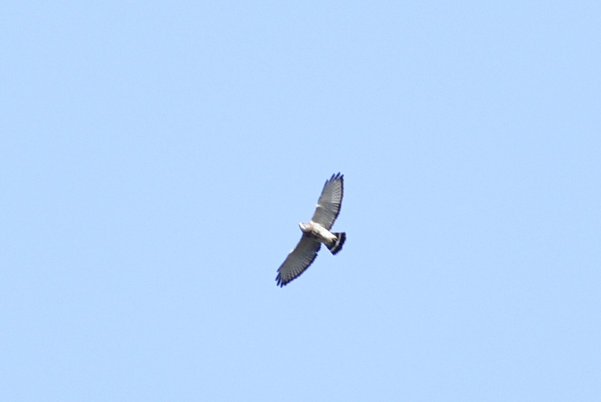Broad-winged Hawk - ML634133177