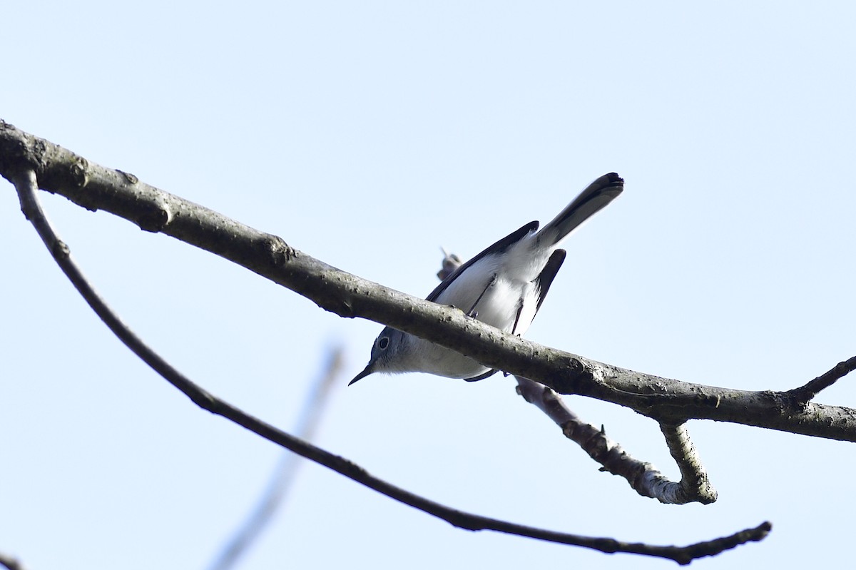 Blue-gray Gnatcatcher (Eastern) - ML634133199