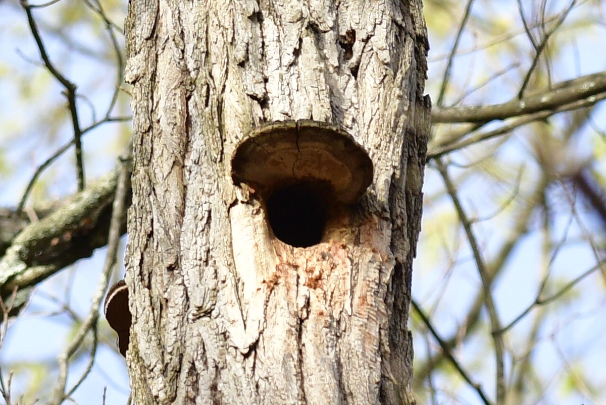 White-breasted Nuthatch - ML634133221