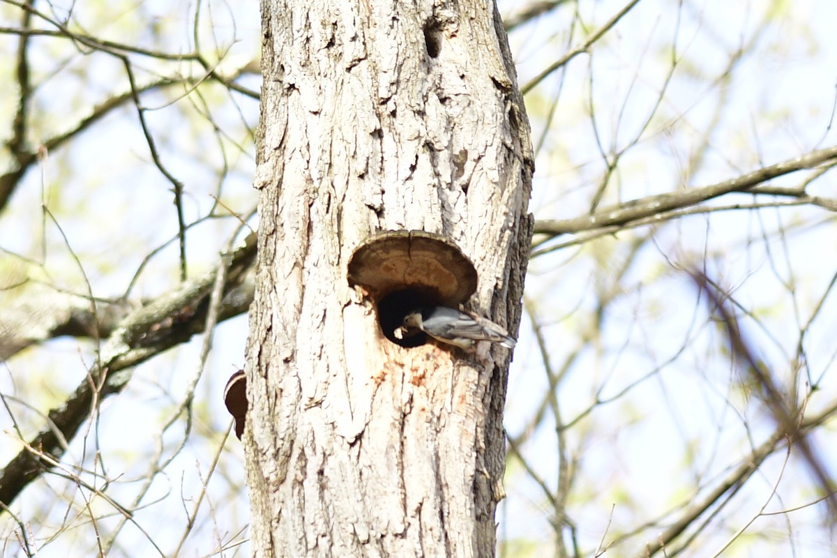 White-breasted Nuthatch - ML634133222