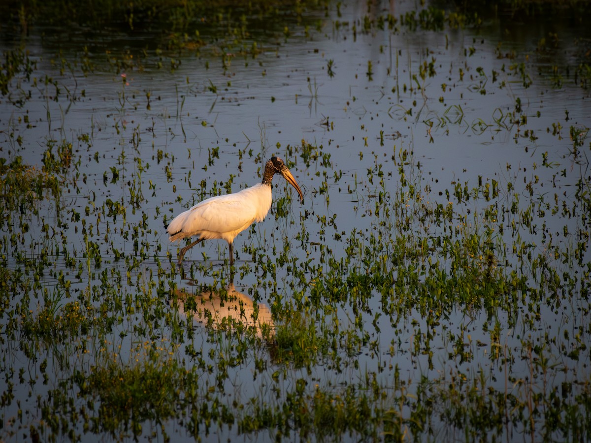 Wood Stork - ML634133225