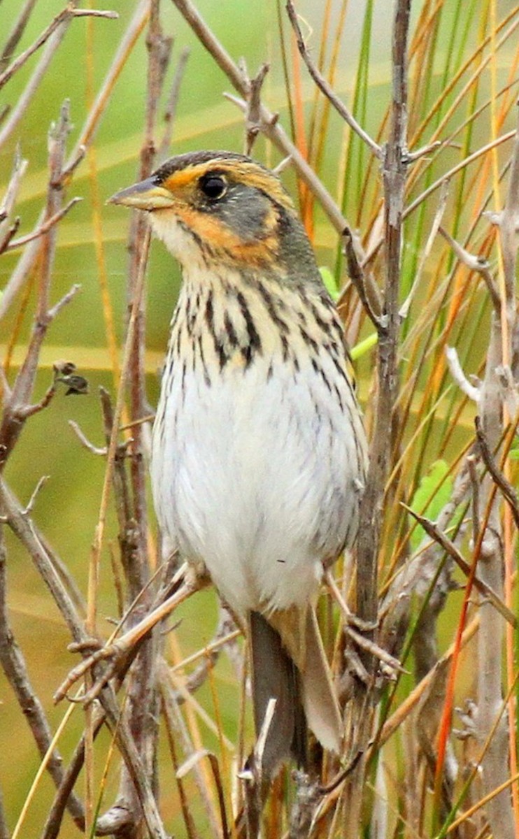 Saltmarsh Sparrow - ML634133226