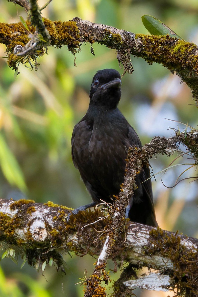 Bare-necked Umbrellabird - ML634133239