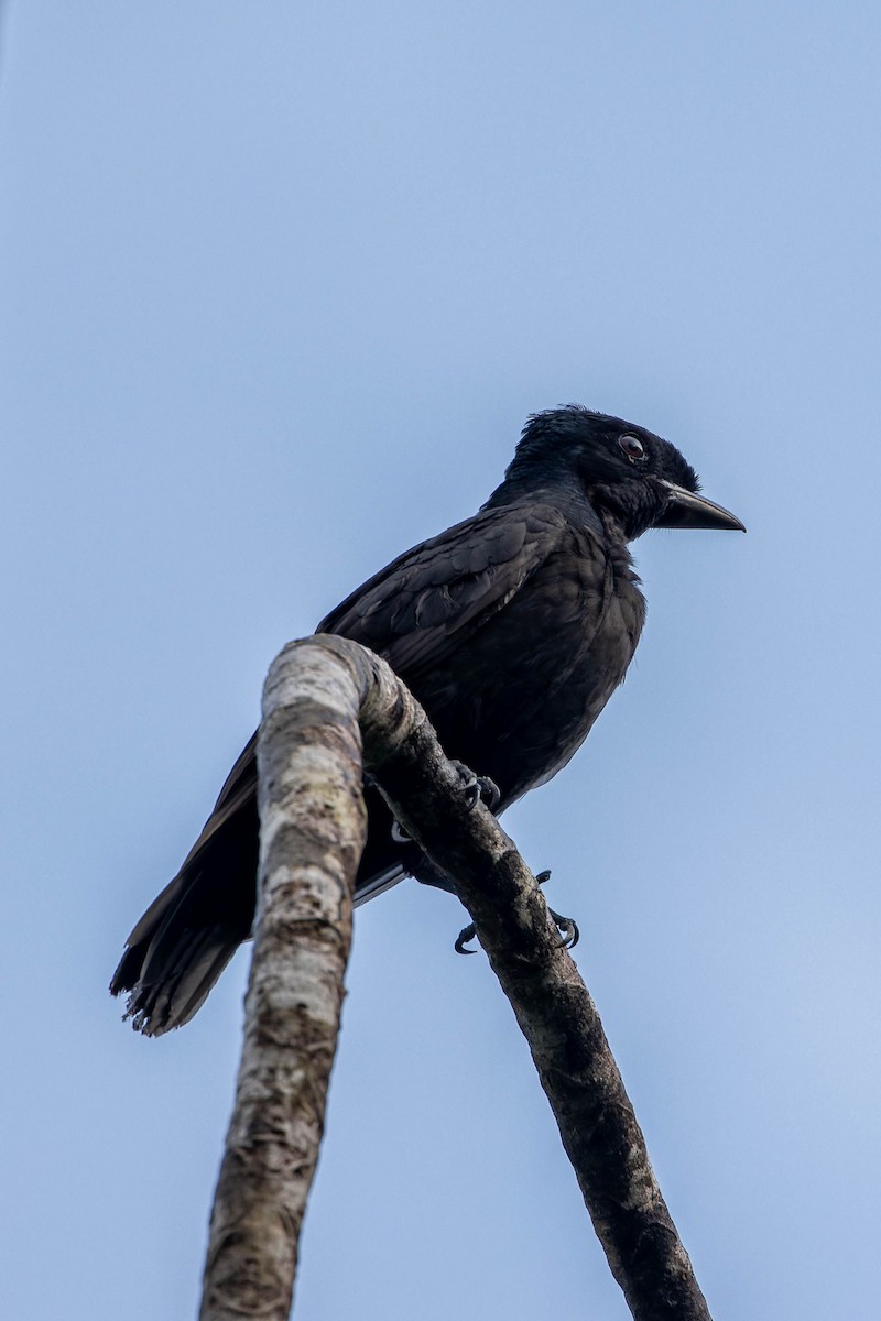 Bare-necked Umbrellabird - ML634133240