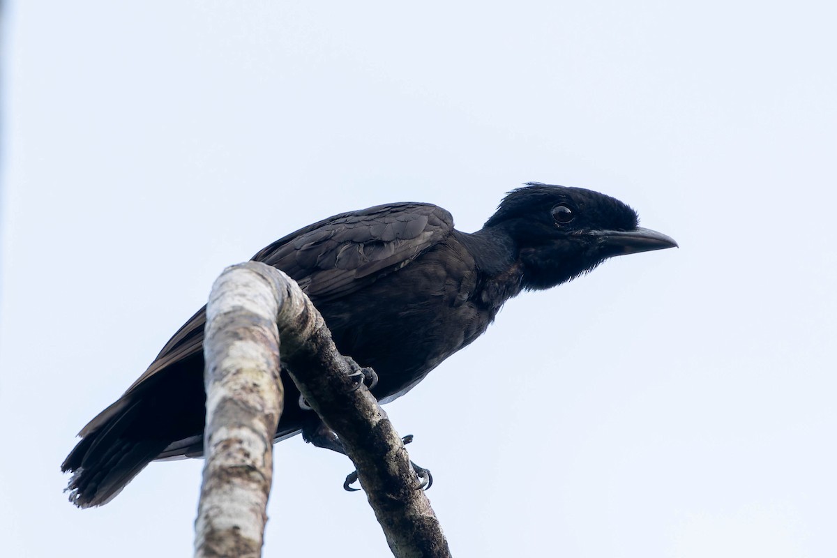 Bare-necked Umbrellabird - ML634133242